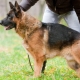 Education and training of German shepherd