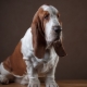 Everything about basset hounds