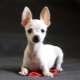 All about white toy terriers