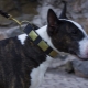 All about bull terriers