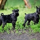 All about black miniature schnauzers