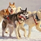 All about sled dogs