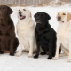 All about Labrador Retrievers