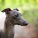 All about Italian greyhound