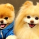 All about little fluffy dogs