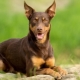 All about dog breed Australian Kelpie