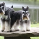 All about miniature schnauzer sizes