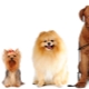 All about dog sizes: types and ways of measuring