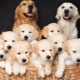 All about breeding dogs