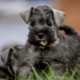 All about Giant Schnauzers