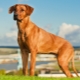 All about Rhodesian Ridgebacks