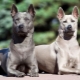 All about Thai Ridgeback