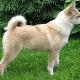 All about West Siberian husky